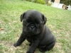  pug puppies for adoption